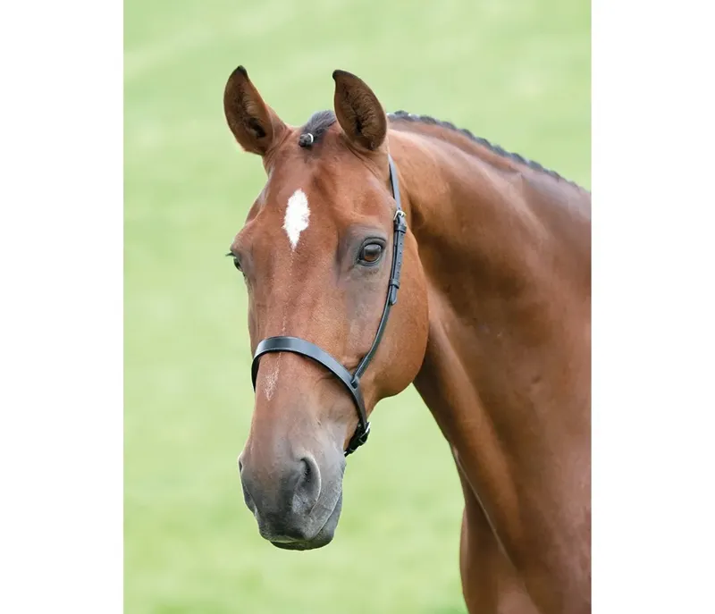 Velociti GARA Cavesson Noseband in Havana
